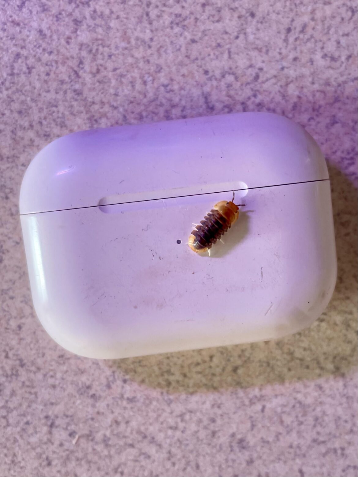 Isopods