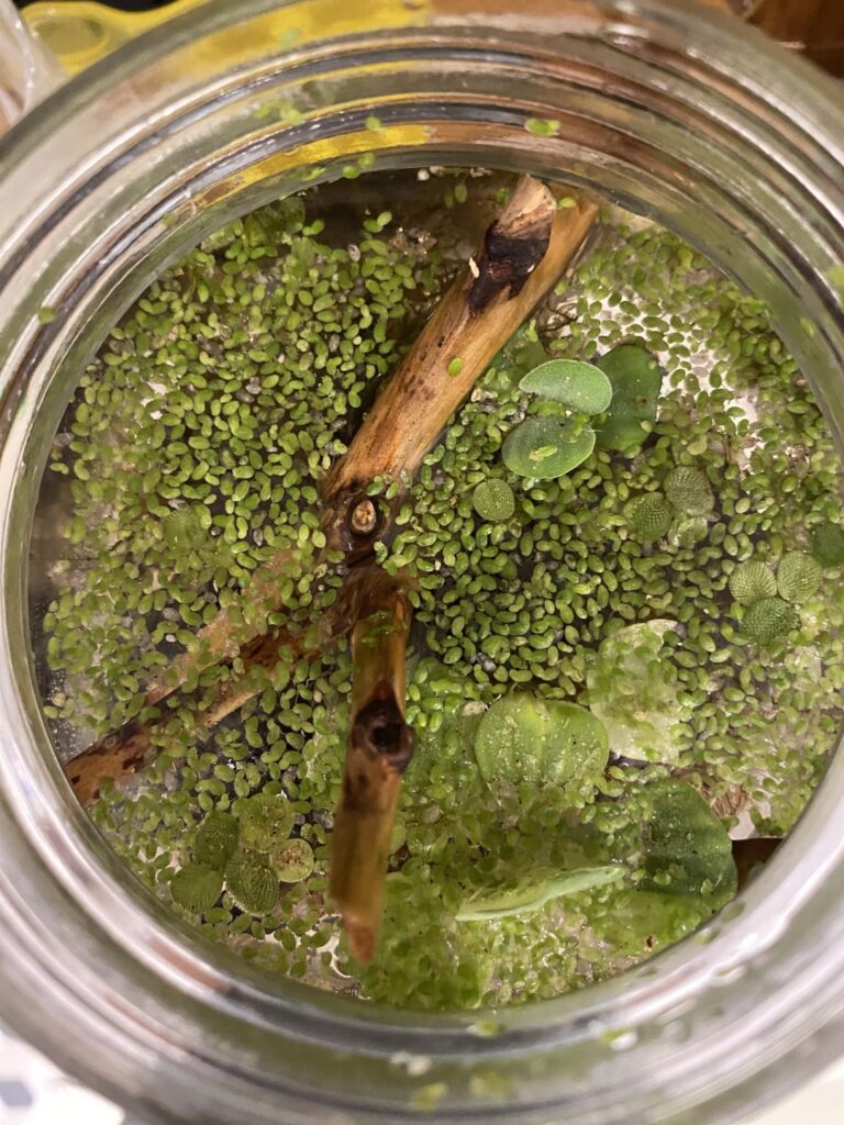 Duckweed sphere