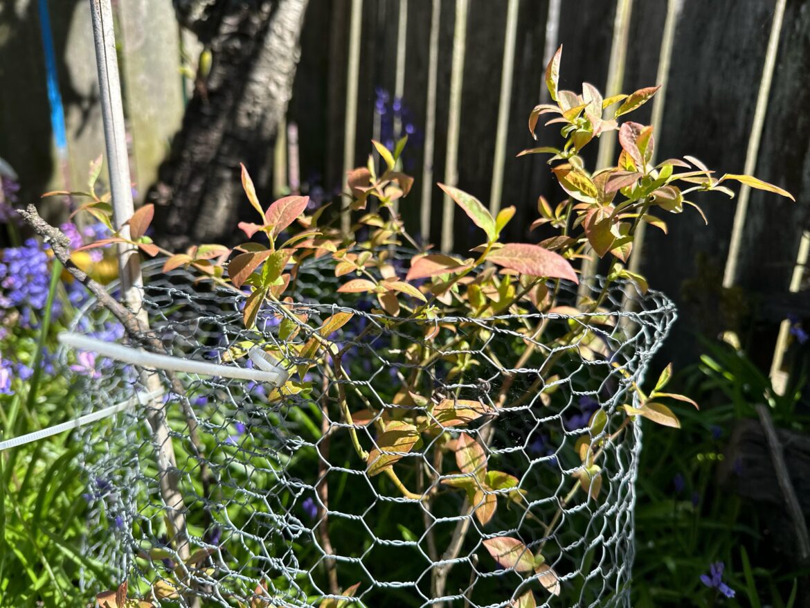 Blueberries won’t flower (or fruit)