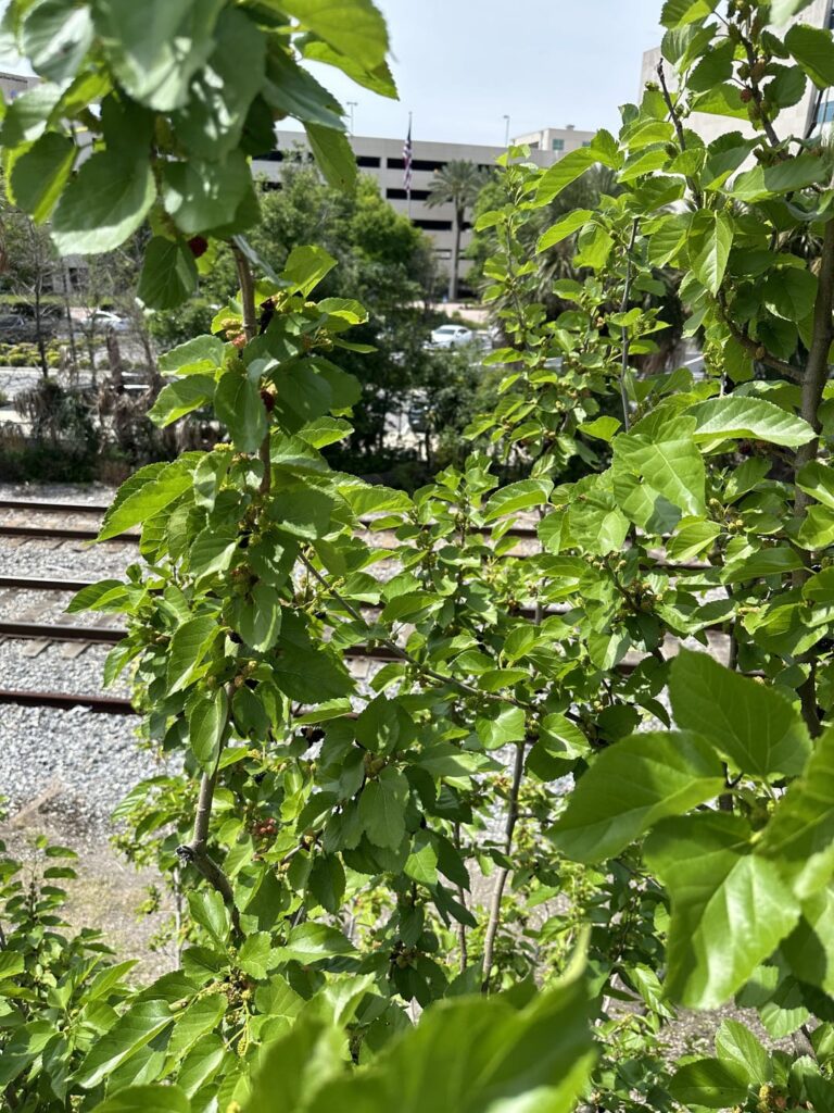 Can anyone ID this berry?