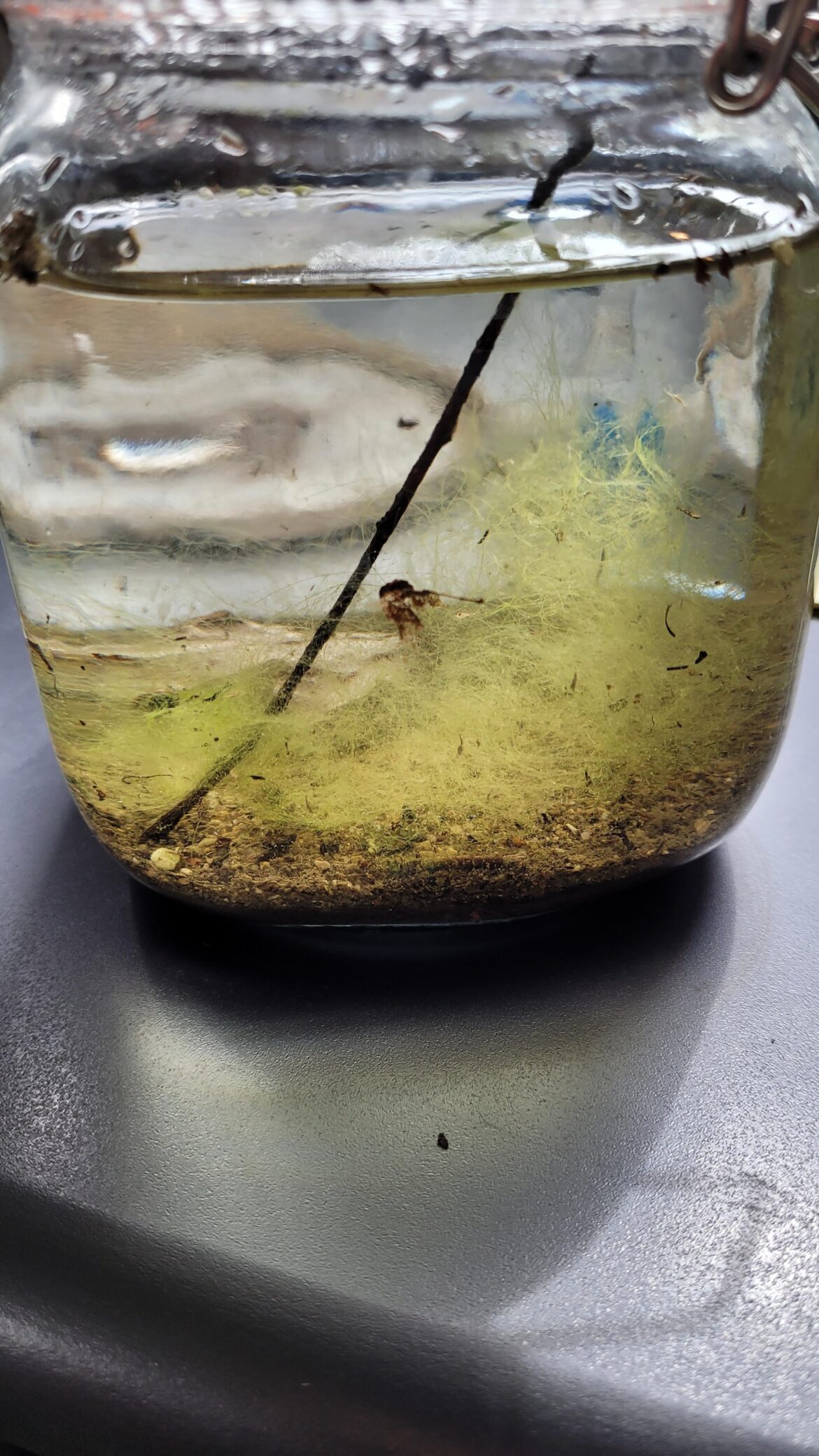 Would you add anything? Sand, horse hair algae, some snails, and small leaf scraps.