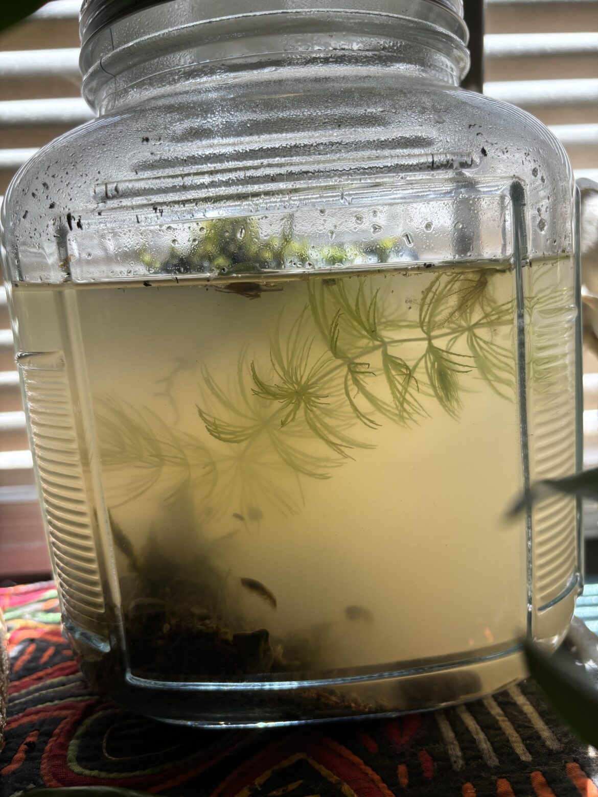 Some questions about newly created ecosphere