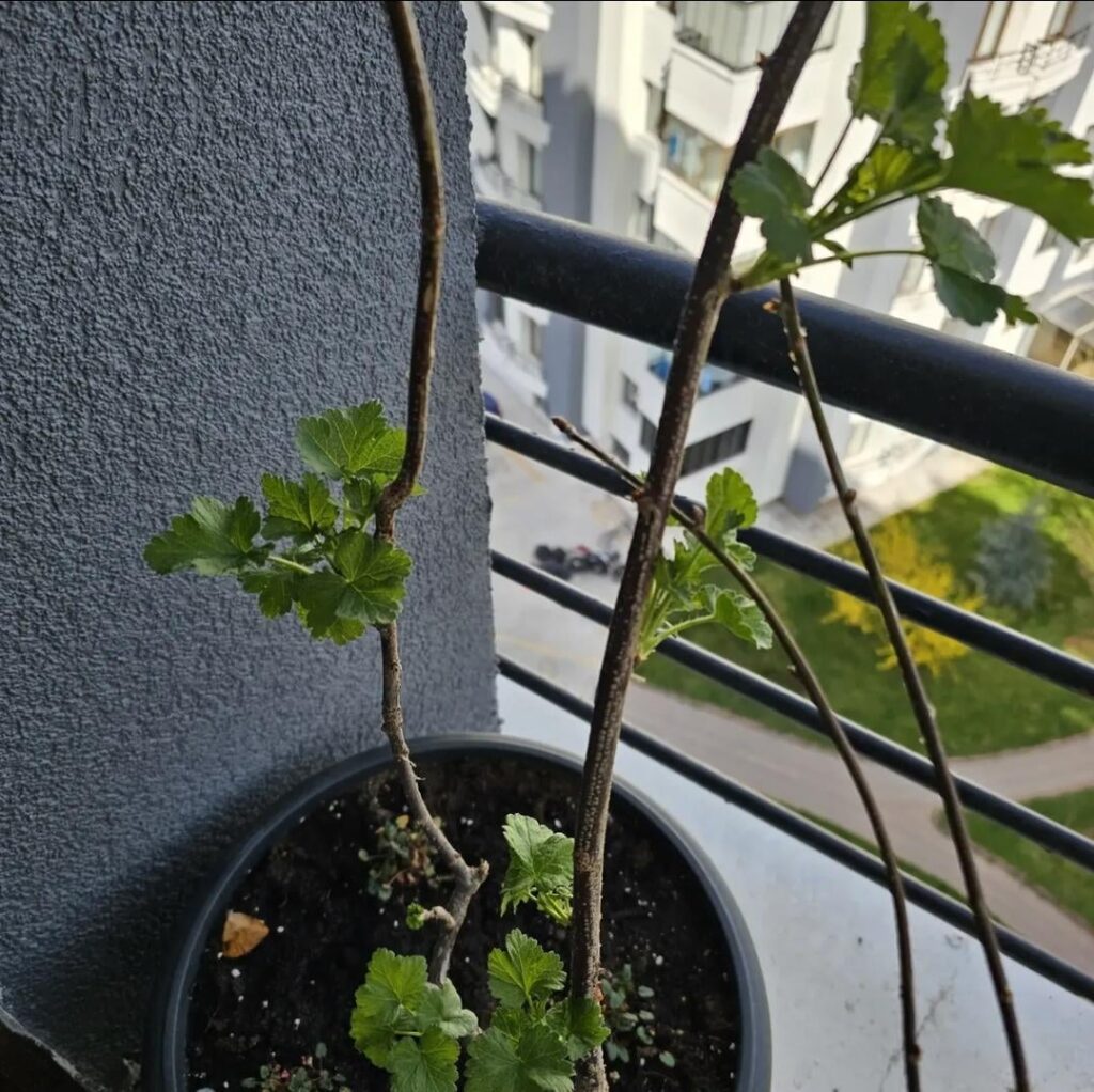 My Jostaberry Still Does Not Have Flowers