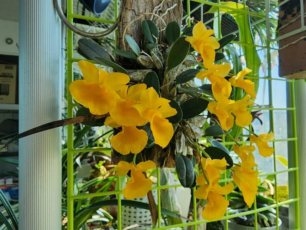 Dendrobium jenkinsii. Dendrobium jenkinsii.