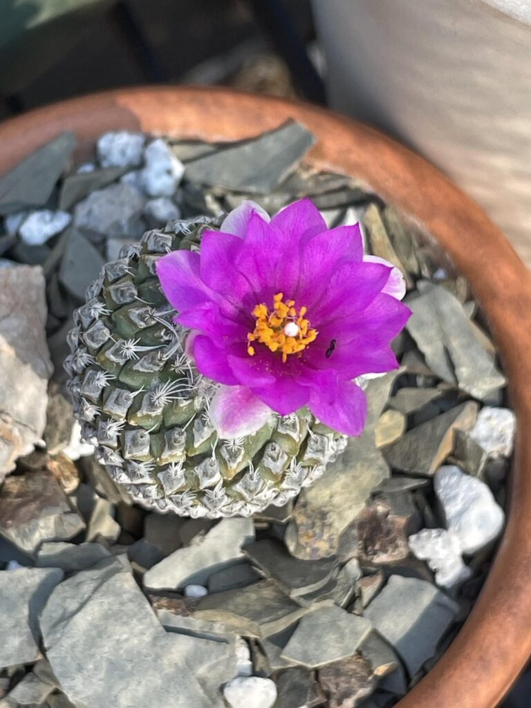 Pelecyphora strobiliformis