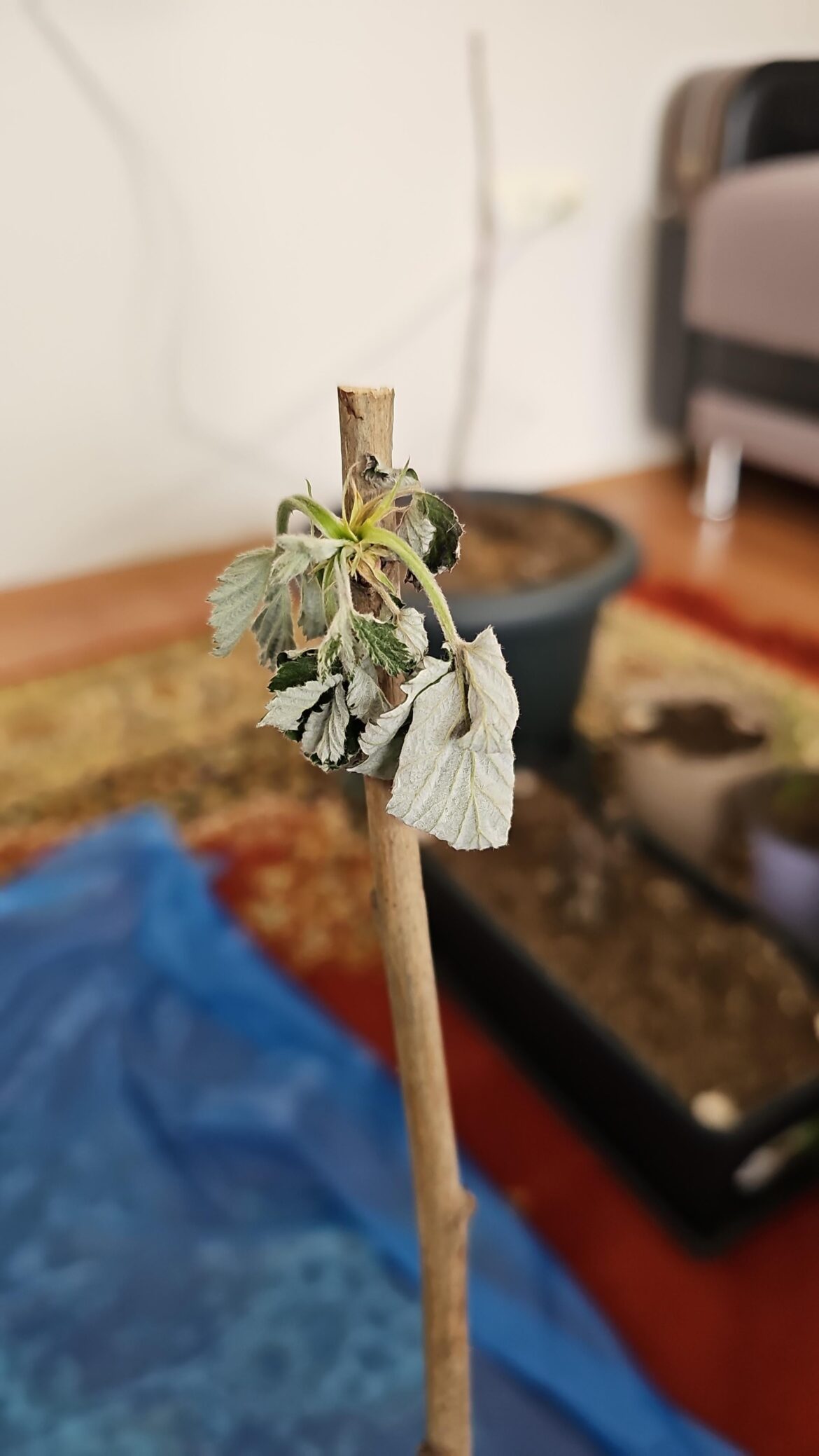 Whats happening to my raspberries?
