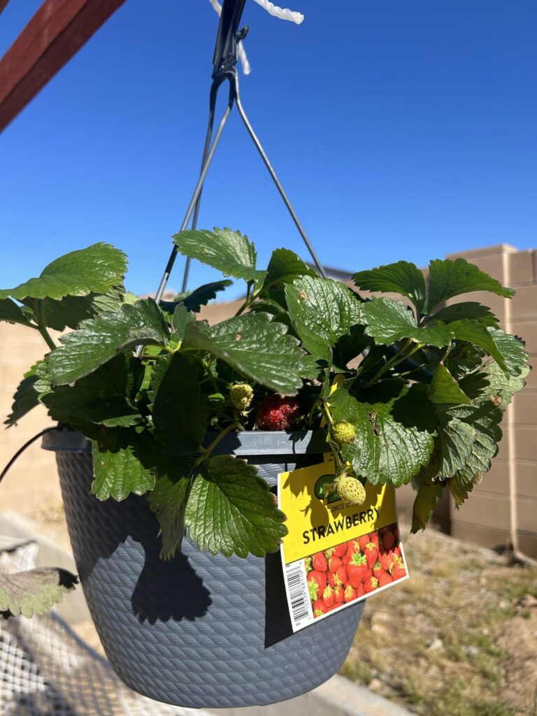 What’s wrong with my strawberries?