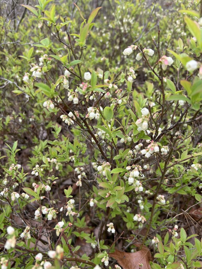 Help ID- Found on a trail in Central, NJ