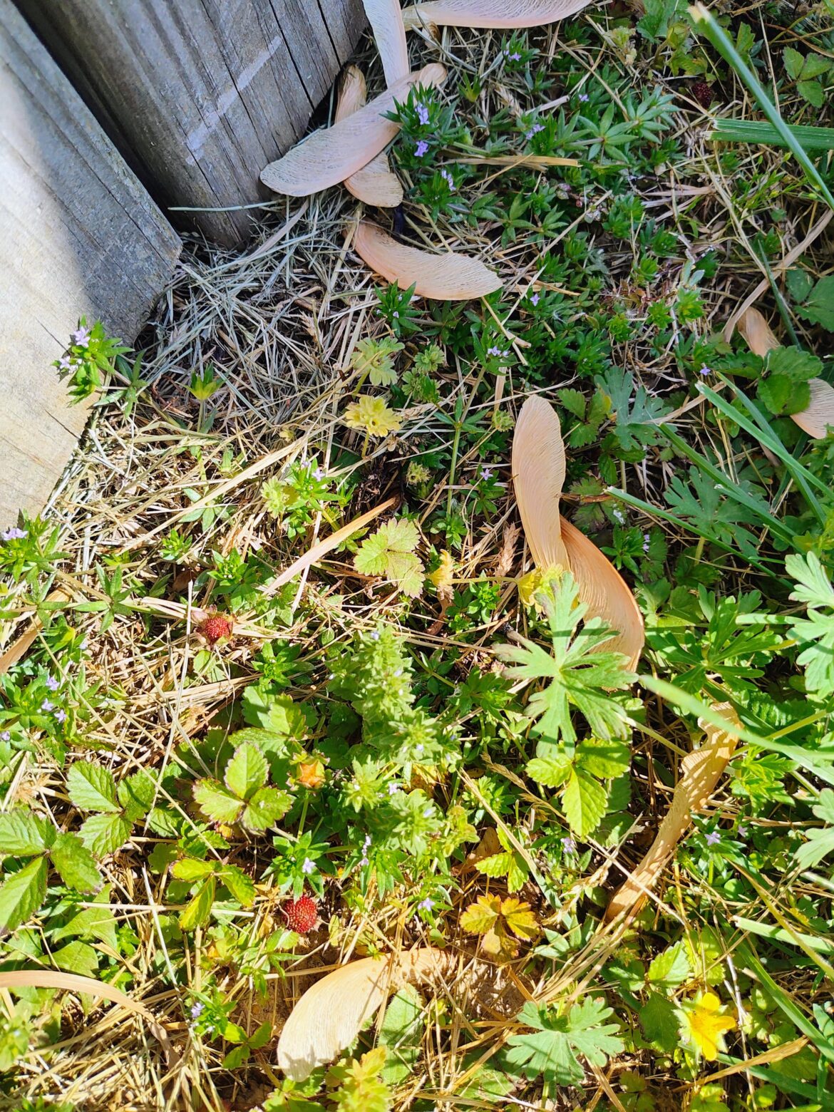 Poisonous or not