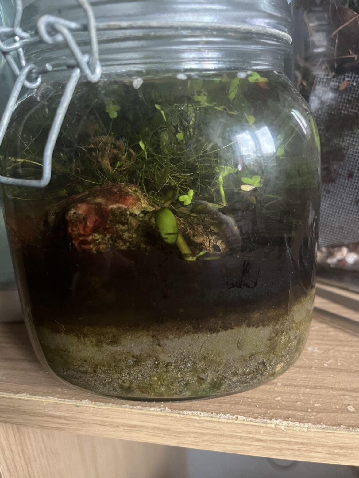 My ecosphere that’s over a year old