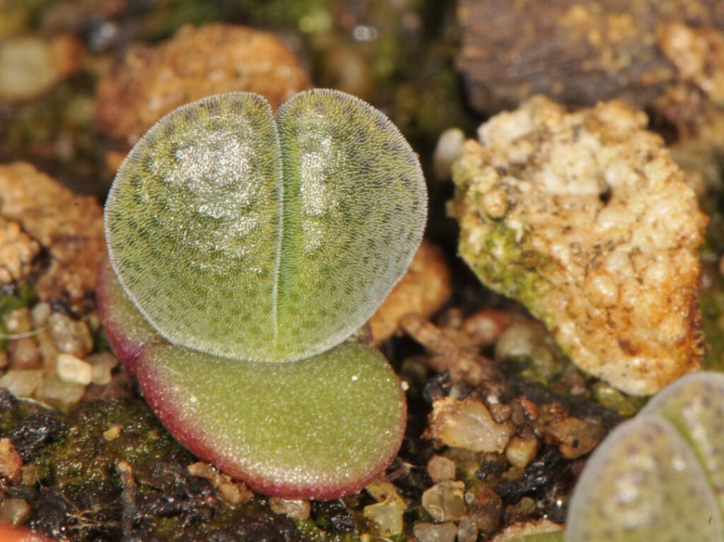 Aloinopsis/Deilanthe thudichumii seedlings after 5 weeks and Steven Brack habitat photo
