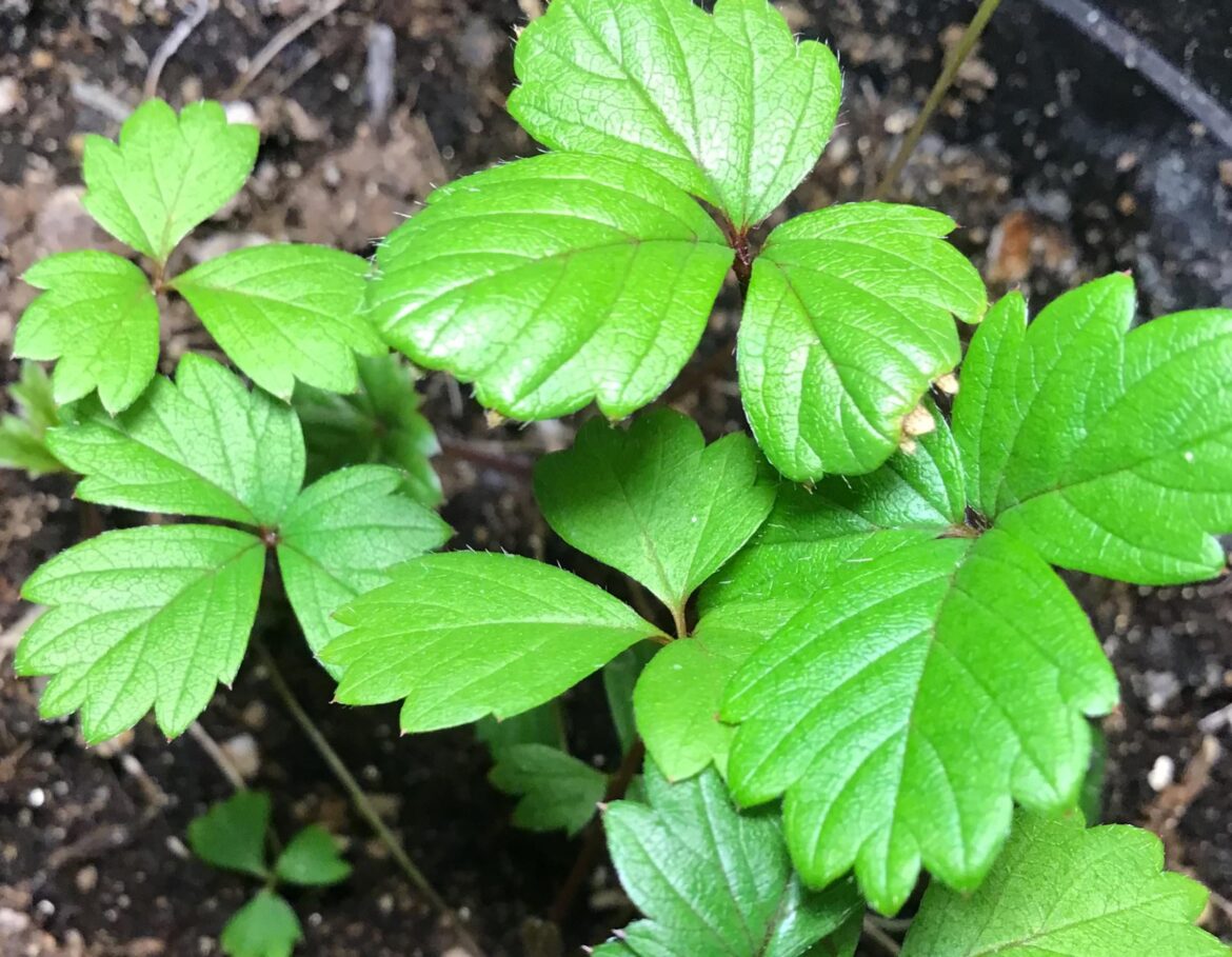 Strawberry leaves are so cute for no reason