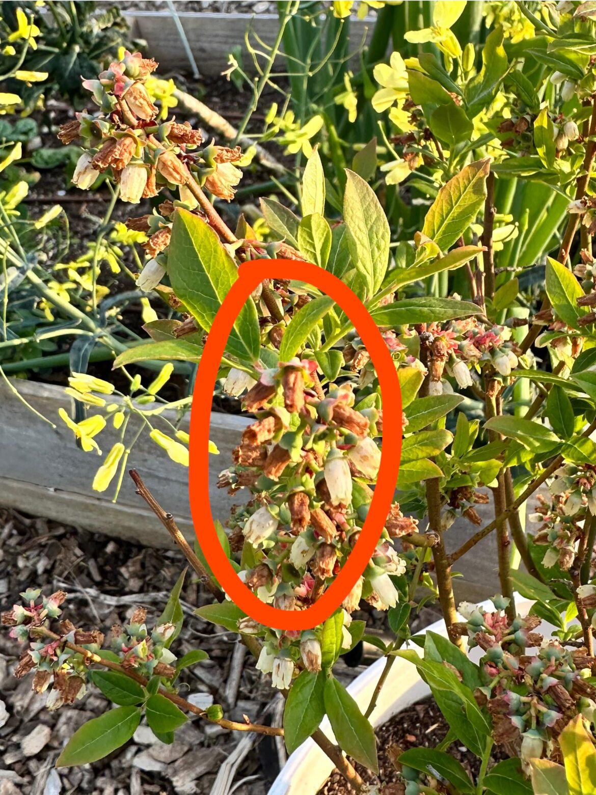 Help with blueberry plant