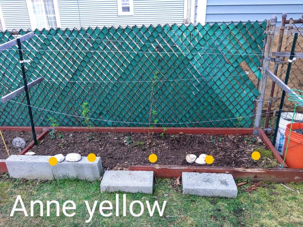 Raspberry beds