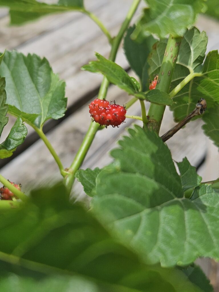 Can anyone tell ne what kinda berries these are?