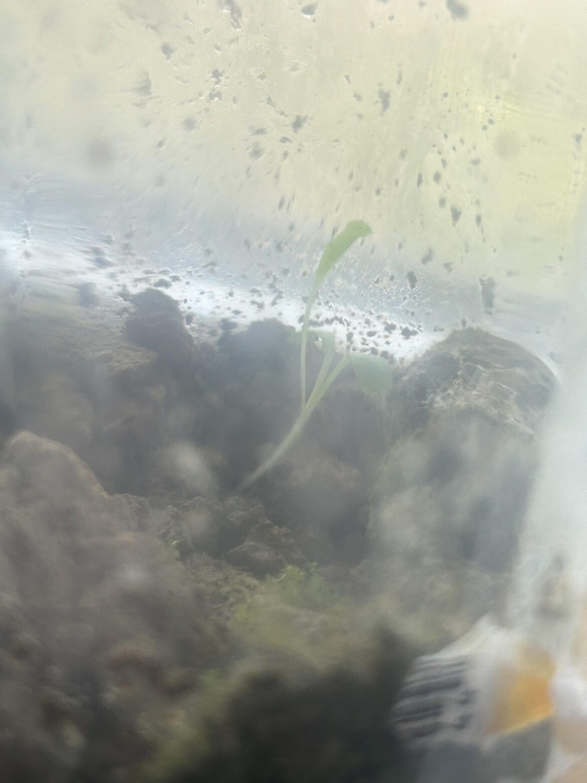 Help identifying plant