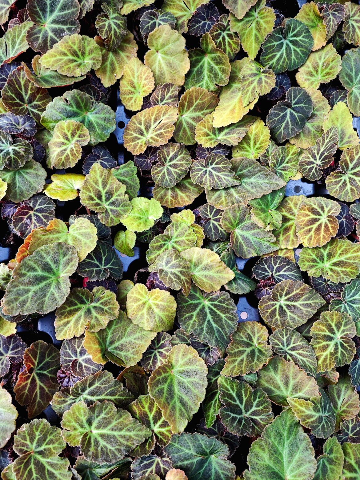 Begonia x tuberhybrida 'Peardrop' (Young plants)