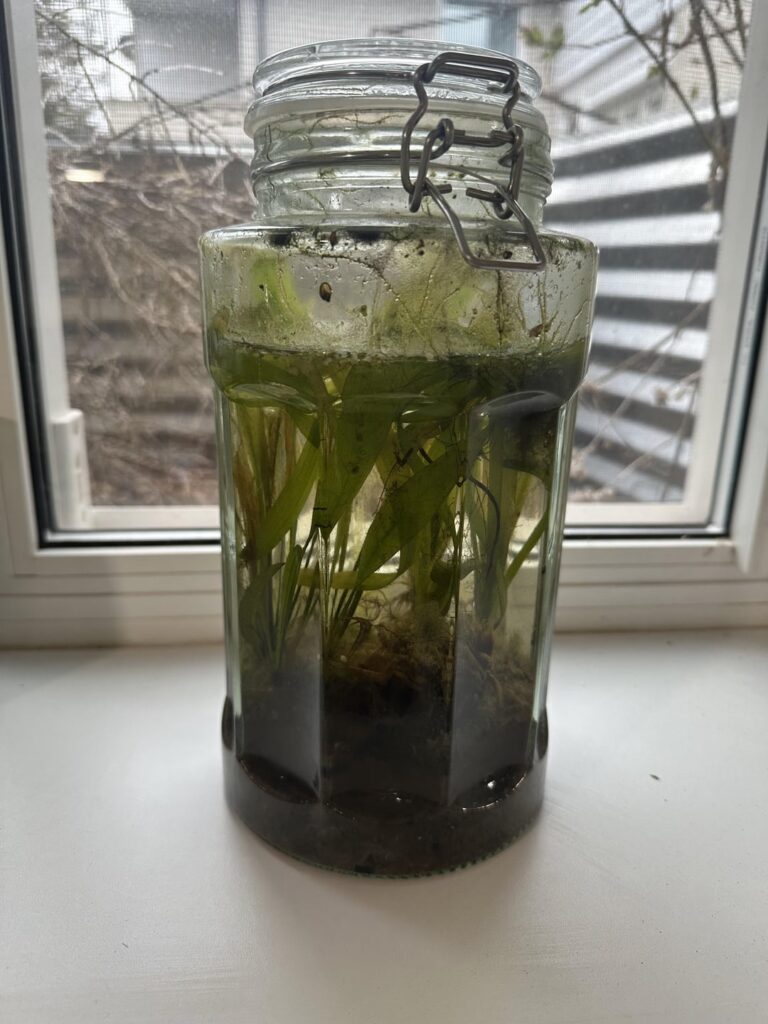 2yr old sealed ecosphere