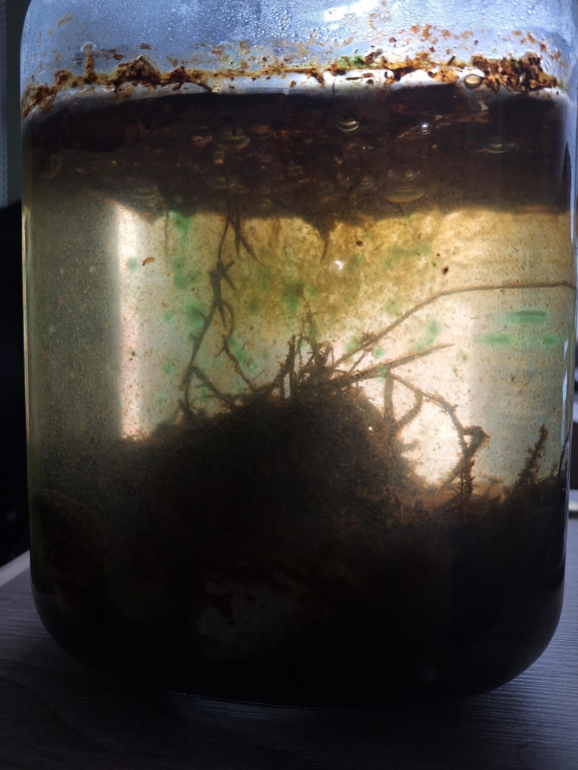 Is my Ecosphere still alive? Is my Ecosphere still alive?