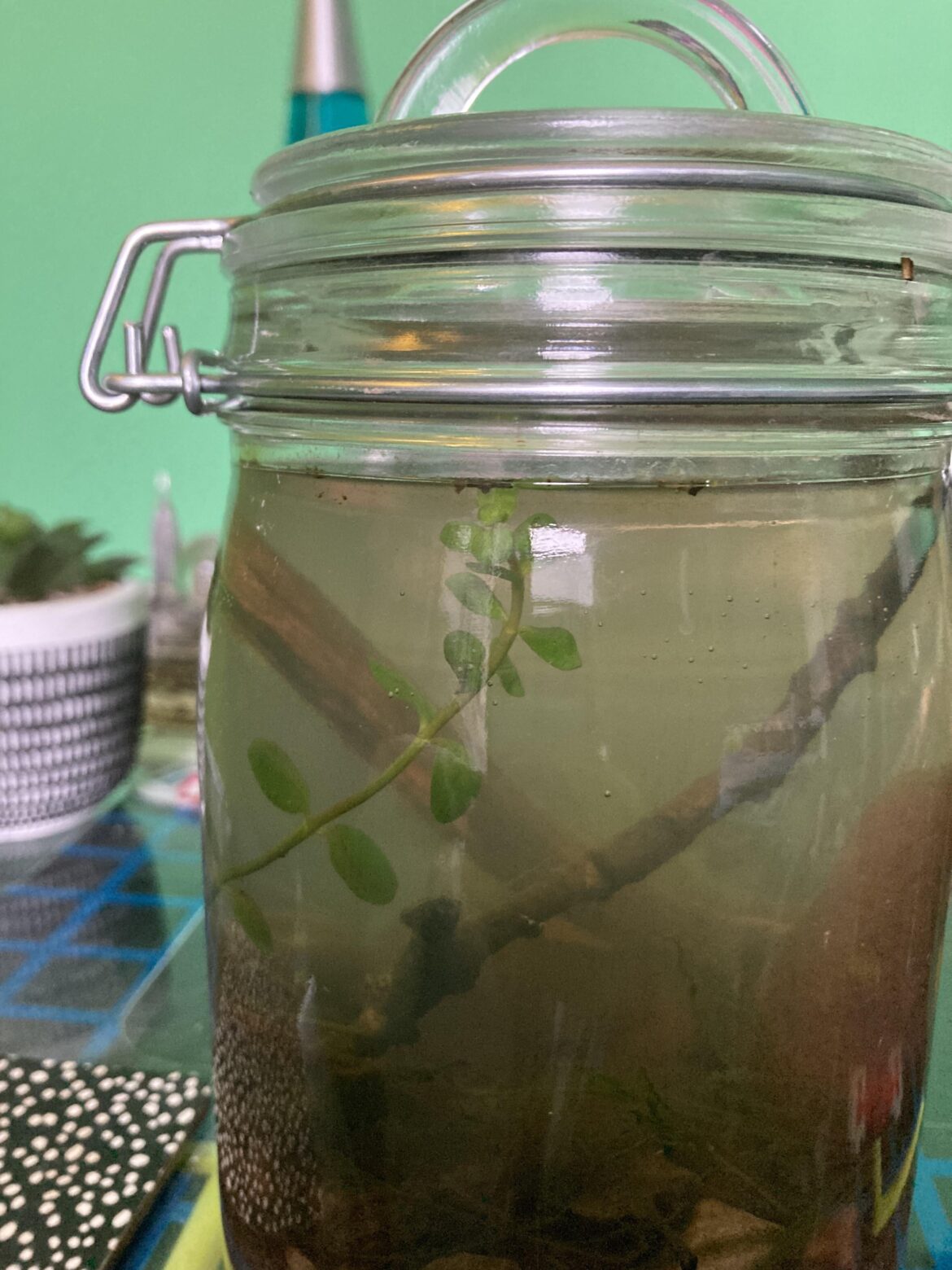 Will this plant be ok if it starts growing out of water?