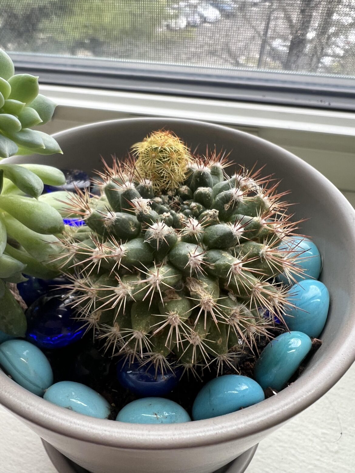First Graft!
