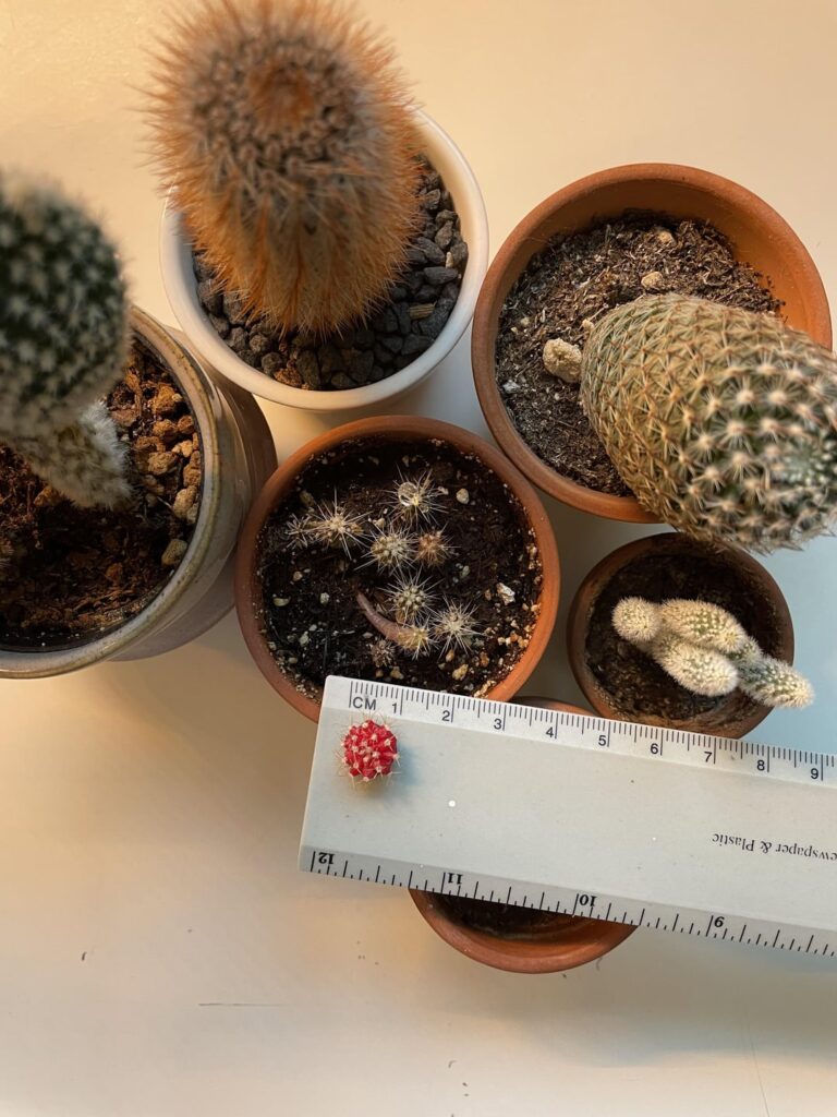 Looking for input. I have acquired a small red moon cactus that I was going to graft to the smallest baby here, though after some research sounds like the rootstock needs to be 2-3 inches. I have never grafted anything before, I don’t want to wreck my larger ones. Would any of these work or not?