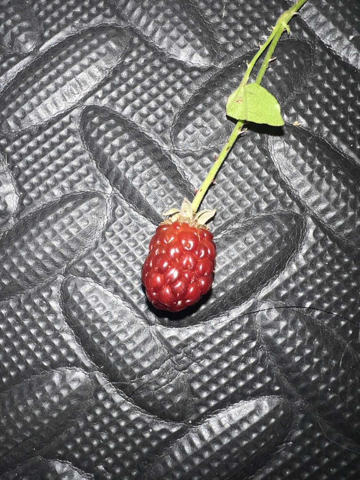 Blackberries or dewberries Blackberries or dewberries