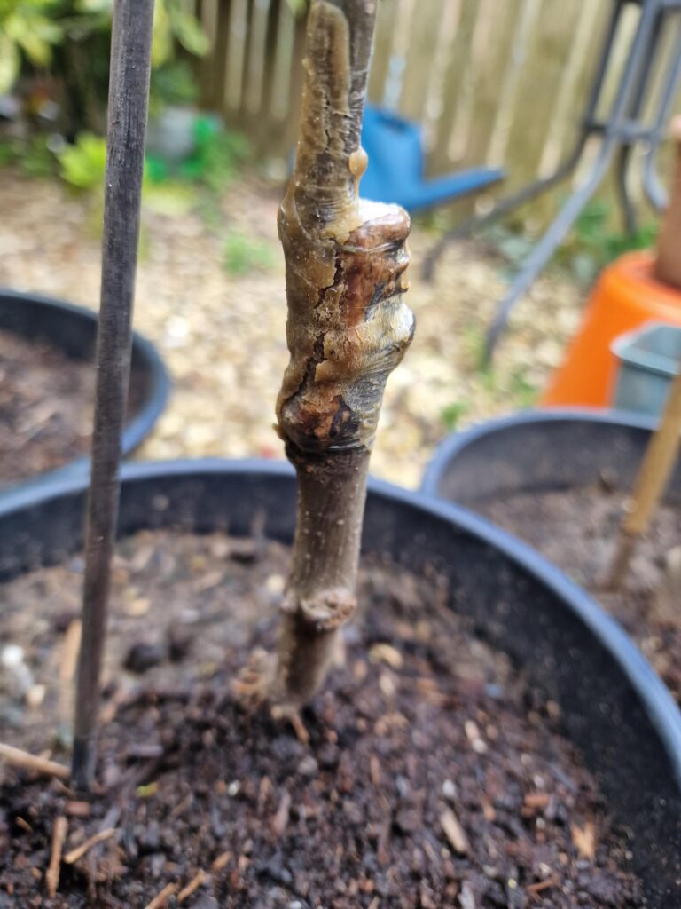 Question about grafts.