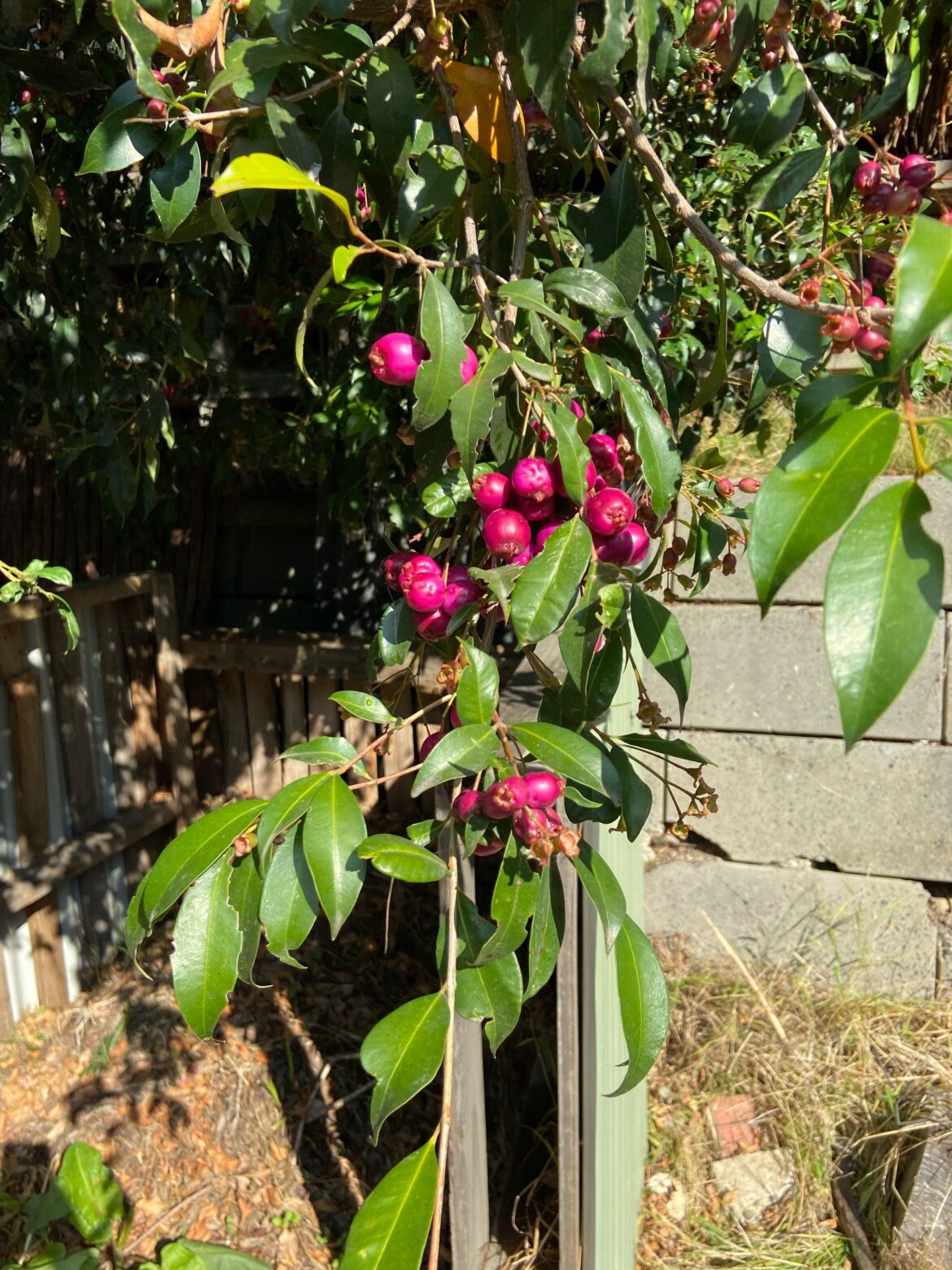 Is this edible