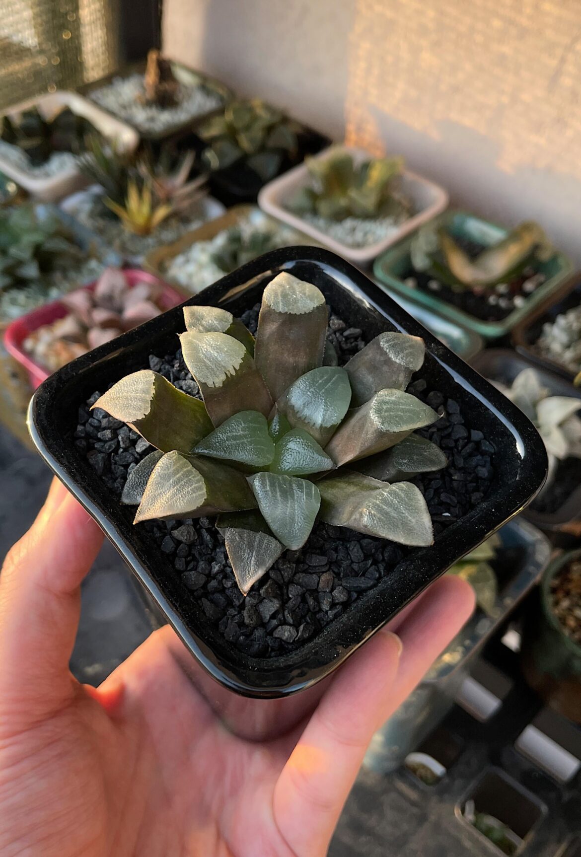 Some 4+ years old bayeri