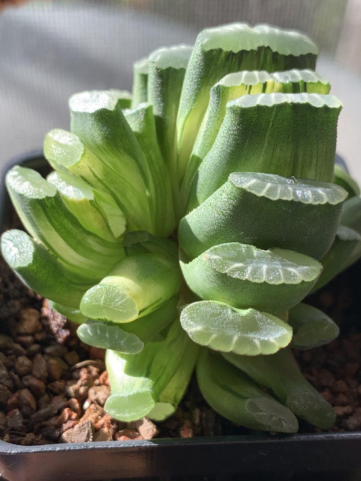 Truncata Tuesday