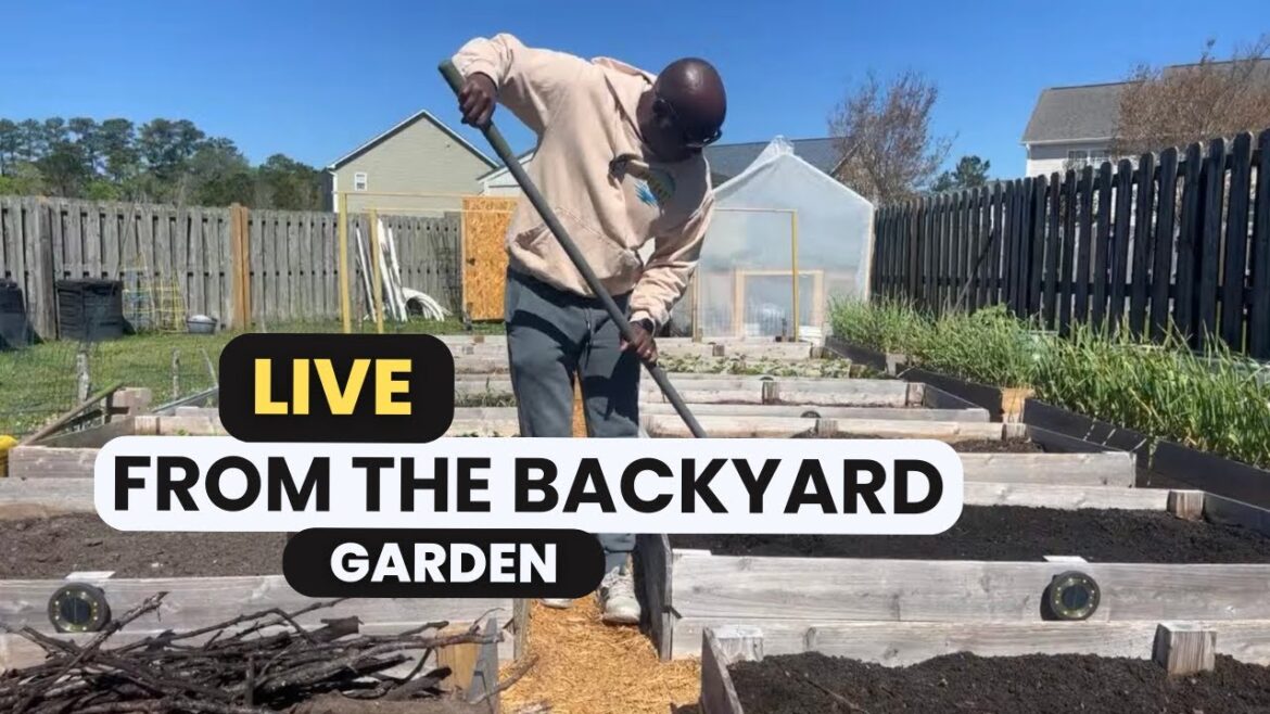 LIVE from the Backyard Garden