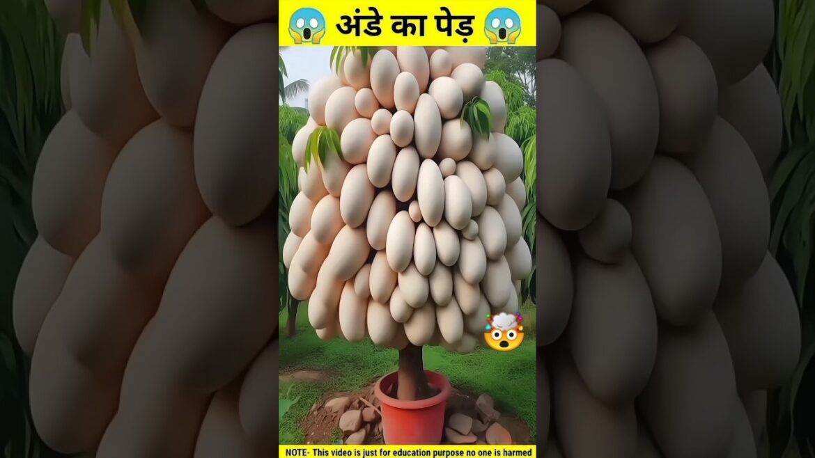 जादुई अंडे का पेड़ 🤯🔥| how to grow eggplant | #shorts #egg @Saifkfacts-mx6kk @h-nature3579