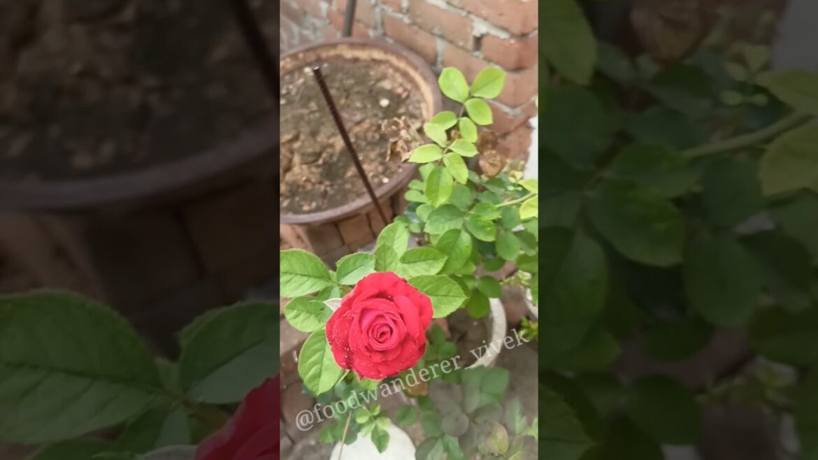 My another Love ❤️😍 #love #lovestatus #gardening #flowers #naturelovers #nature #shorts #minivlog