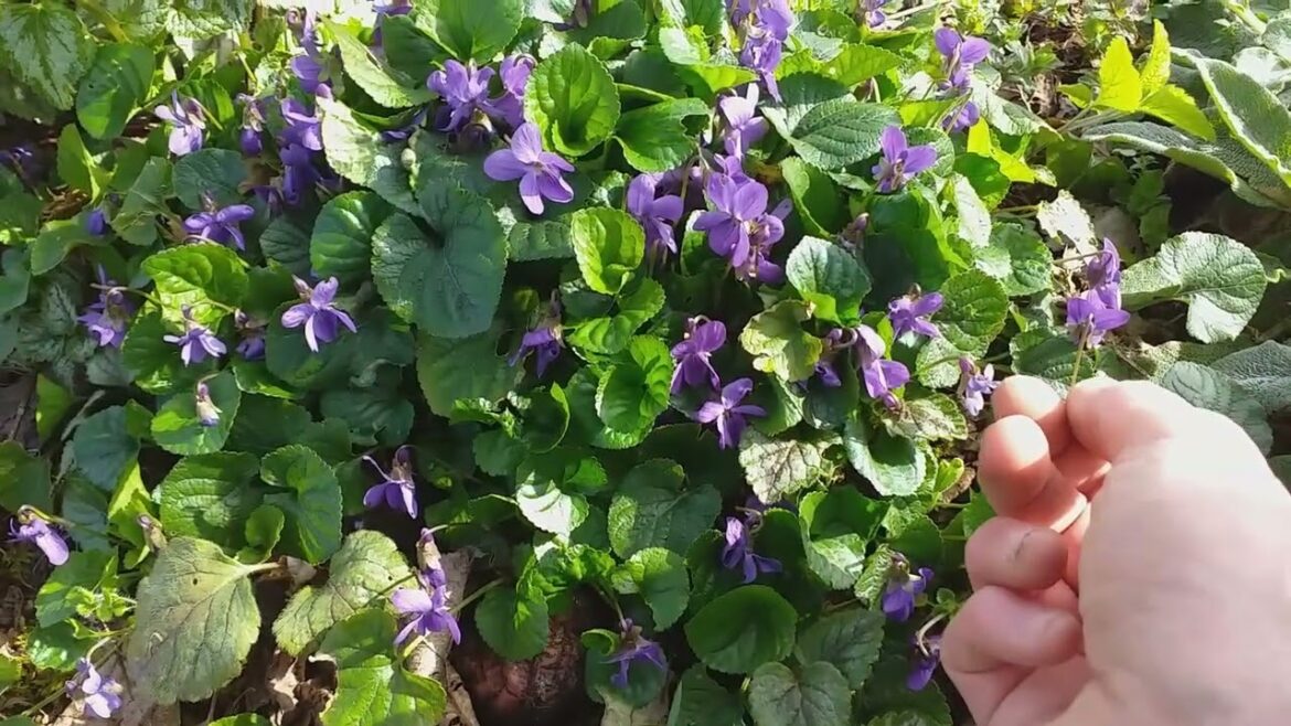 Our Awakening edible forest garden march 24 Our Awakening edible forest garden march 24