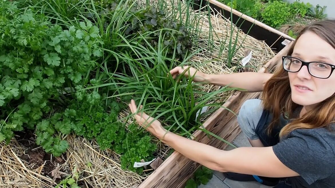 10 Best Survival Crops for Guerilla Gardening! 10 Best Survival Crops for Guerilla Gardening!