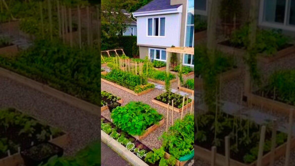 Vegetable GARDEN ideas