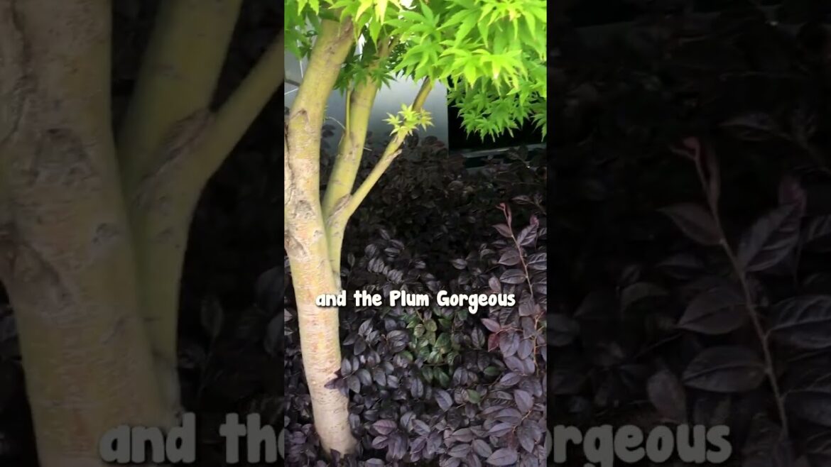 Colour Contrast Gardening Tips from Chris💜💚 Colour Contrast Gardening Tips from Chris💜💚