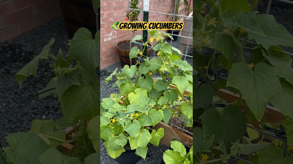 Growing Cucumbers in Containers #shorts #garden #vegetables