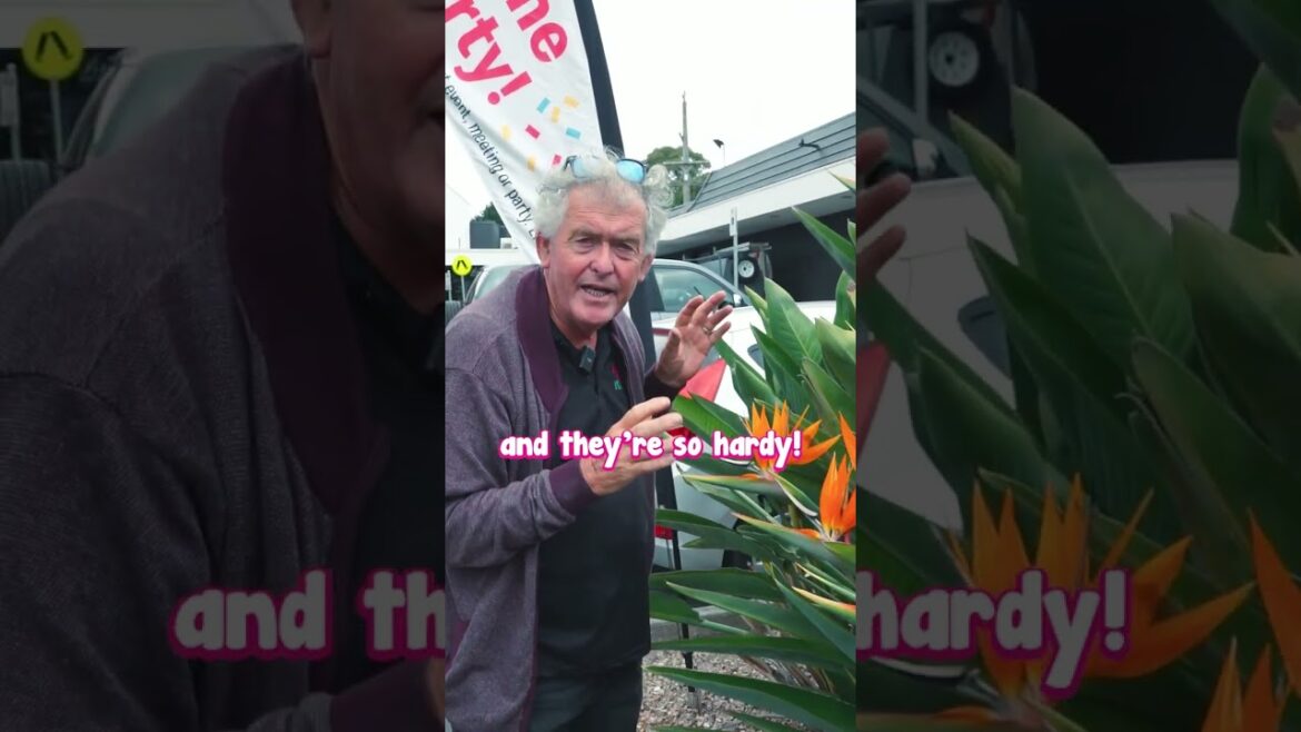 Bird of Paradise Turns Your Garden into a Tropical Wonderland🦜🌴☀️ Bird of Paradise Turns Your Garden into a Tropical Wonderland🦜🌴☀️