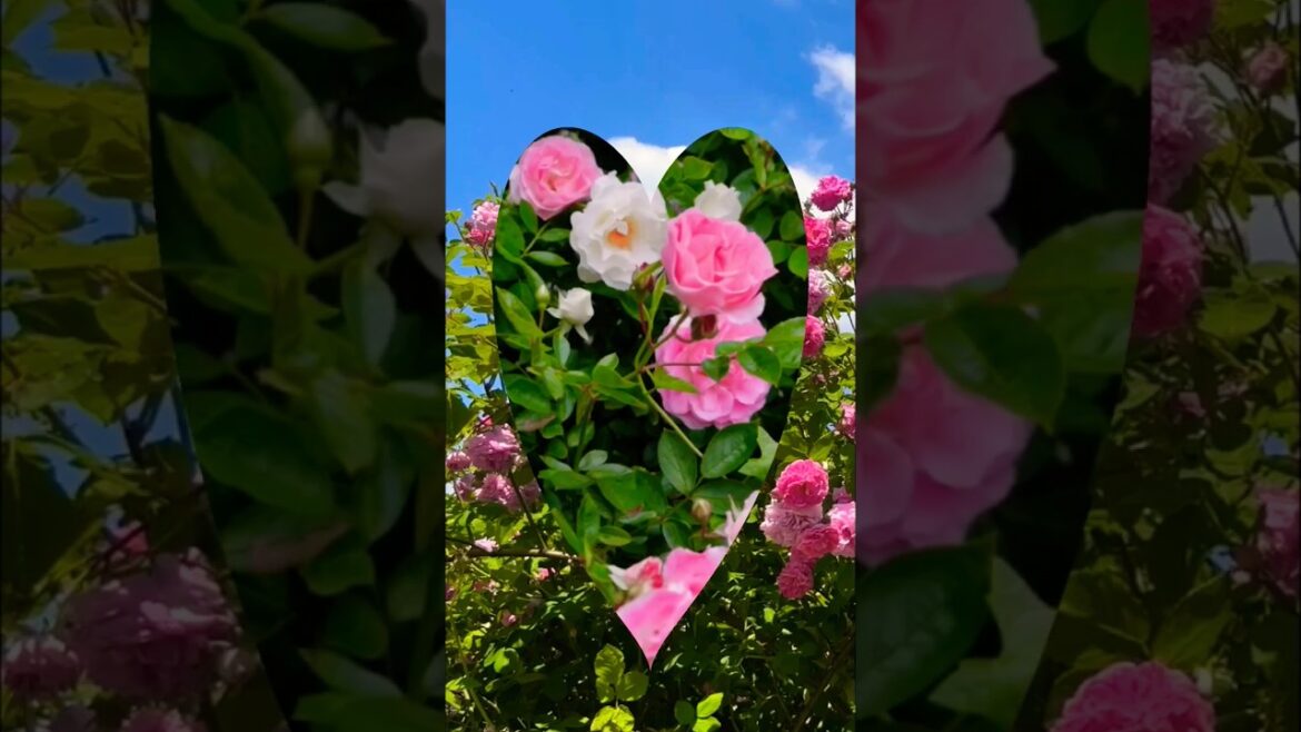 most beautiful garden in the world 🌹 #flowergarden #gardendesign #rose#gardenideas #rosebush #short most beautiful garden in the world 🌹 #flowergarden #gardendesign #rose#gardenideas #rosebush #short