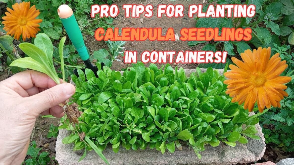 Pro Tips for Planting Calendula Seedlings in Containers 🌼#calendula #gardening #gardeningtips