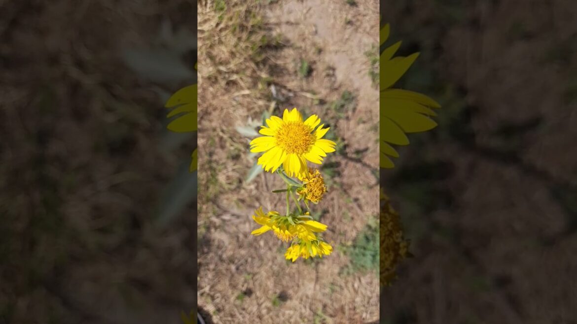 #sunflowers #sunflower #shortsfeed #youtubeshorts #viral #trendingshorts #sunflowers #sunflower #shortsfeed #youtubeshorts #viral #trendingshorts