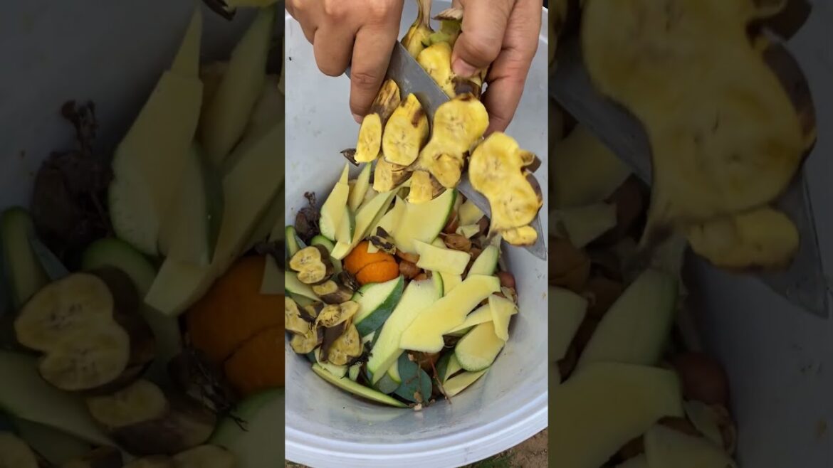 my life garden at home/ sample tips growth vegetable #short #garden my life garden at home/ sample tips growth vegetable #short #garden