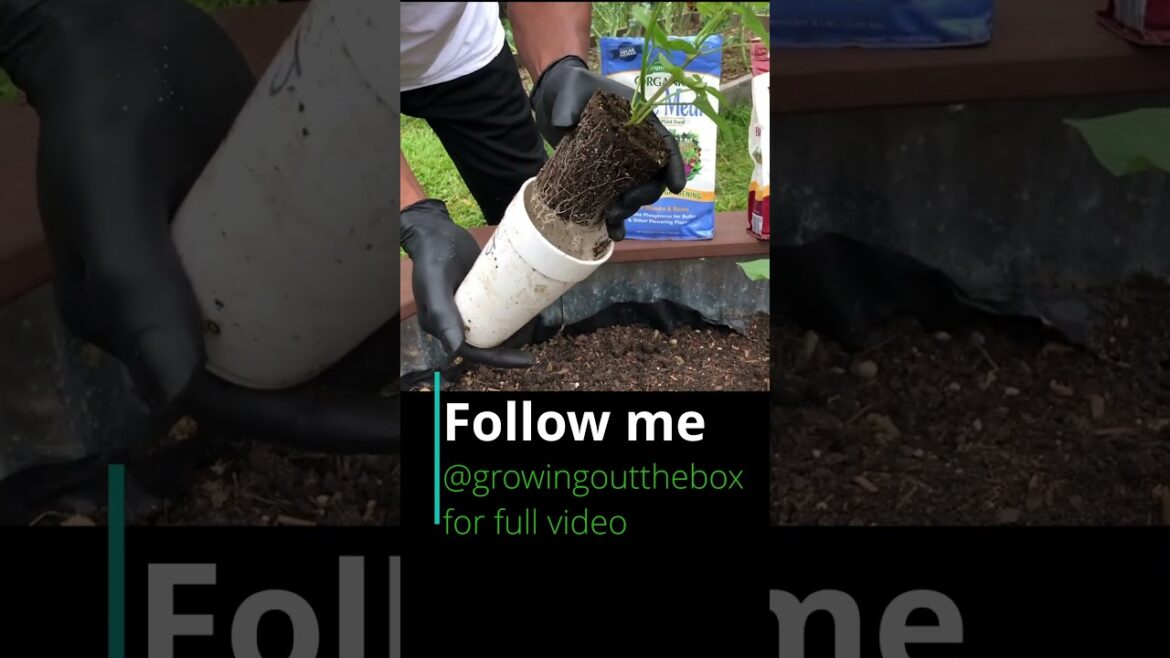 Seedling tips and tricks 2024 #garden #gardening #seedling Seedling tips and tricks 2024 #garden #gardening #seedling