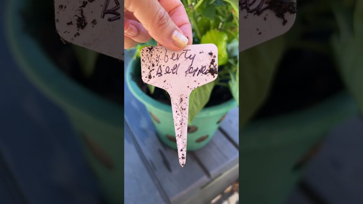 Container Gardening - Liberty Bell Pepper