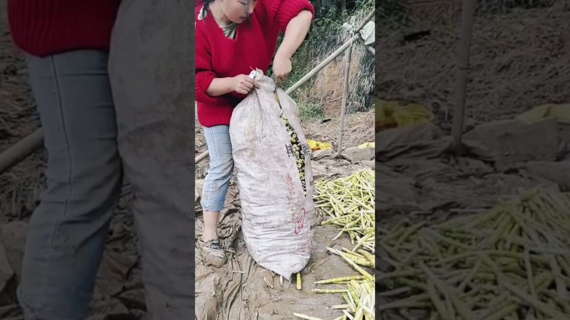 Bamboo shoots harvesting in forest #shorts #farming #plantingtips