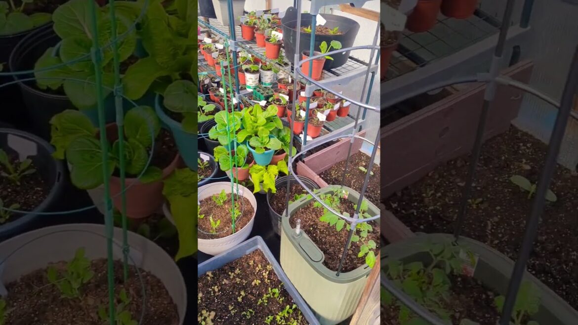 Backyard Greenhouse Garden ! Cold Weather moving in!  🥶🥶🥶#newyork #greenhouse #longisland