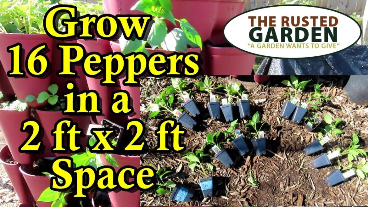 Gary Pilarchik: How to Grow 16+ Peppers in a Vertical Planter & Quick Container Soil Refresh: Vertical Gardening E-3 How to Grow 16+ Peppers in a Vertical Planter & Quick Container Soil Refresh: Vertical Gardening E-3
