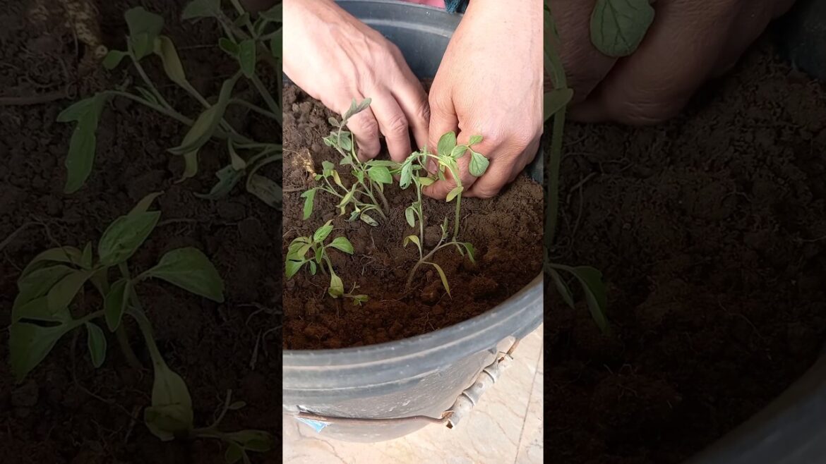 transferring tomato plant from pot |plant care |terrace vegetable gardening ideas for home #shorts